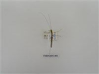 藏品(竹節蟲(1))的圖片